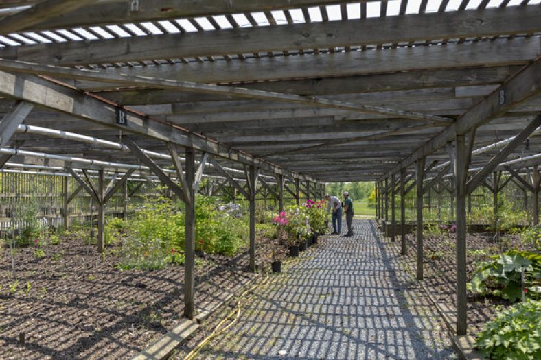 Plants grow alongside a grey pathway that covered by an overhead shade structure.